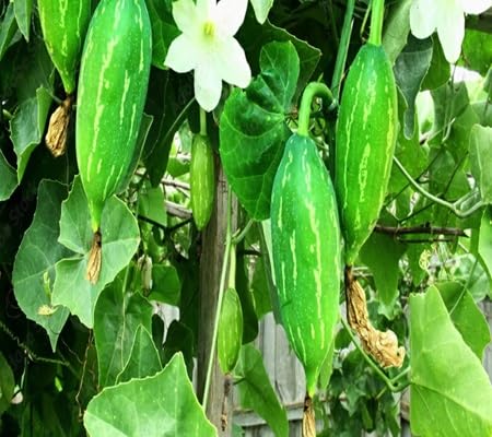 Ivy Gourd Seeds – Heirloom, Non-GMO, High Germination Organic Garden Seeds Planting