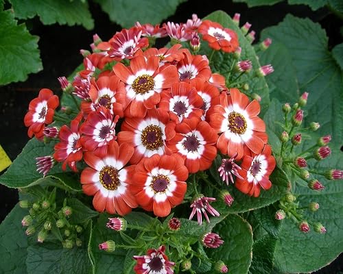 Semillas de Cineraria Naranja – Tradicionales, No Modificadas Genéticamente, Semillas Orgánicas de Alta Germinación para Plantar en Jardín