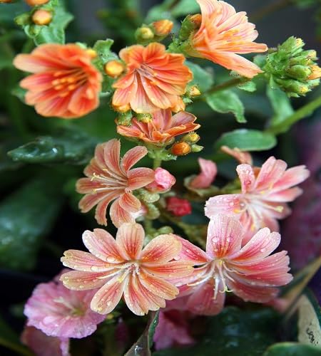 Lewisia Cotyledon Flower Seeds – Heirloom, Non-GMO, High Germination Organic Garden Seeds for Planting