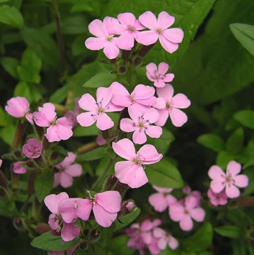 soapwort flower flower seeds
