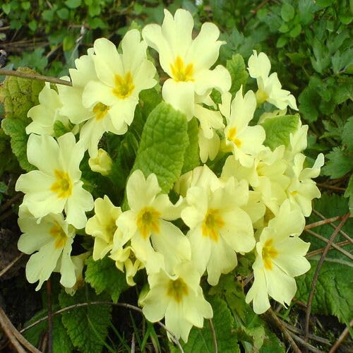 Primrose Flower Seeds – Heirloom, Non-GMO, High Germination Organic Garden Seeds for Planting