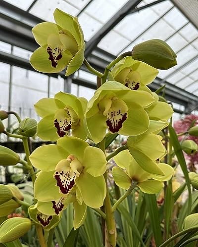 Yellow Orchids Flower Seeds – Heirloom, Non-GMO, High Germination Organic Garden Seeds