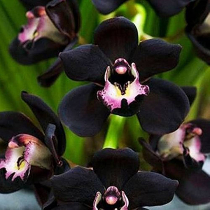 Black Cymbidium Flower Seeds – Heirloom Non-GMO High Germination Seeds