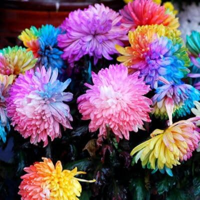 Mixed Rainbow Chrysanthemum Flower Seeds – Heirloom, Non-GMO, High Germination Seeds
