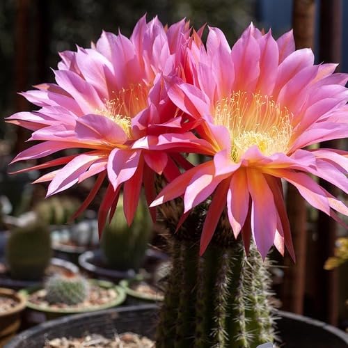pink perennial flower seeds