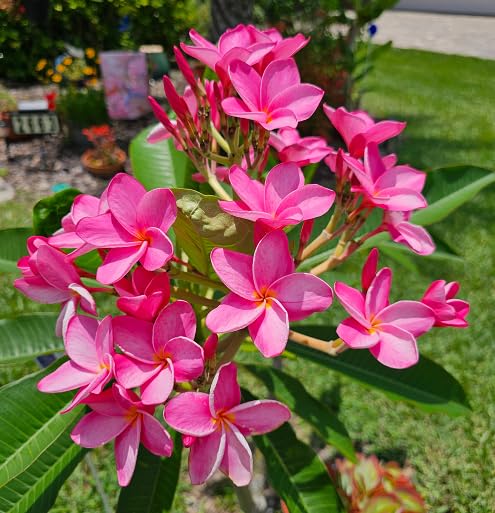 Pink Plumeria Alba Flower Seeds Heirloom Non-GMO High Germination Organic Garden Seeds for Planting