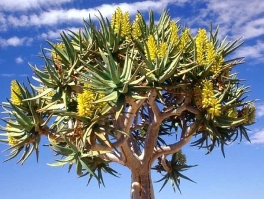 Green Aloe herb seeds
