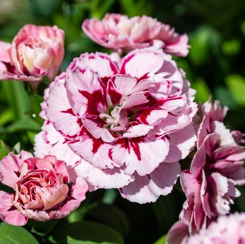 Pink Caryophyllus Flower Seeds Heirloom Non-GMO High Germination Organic Garden Seeds for Planting