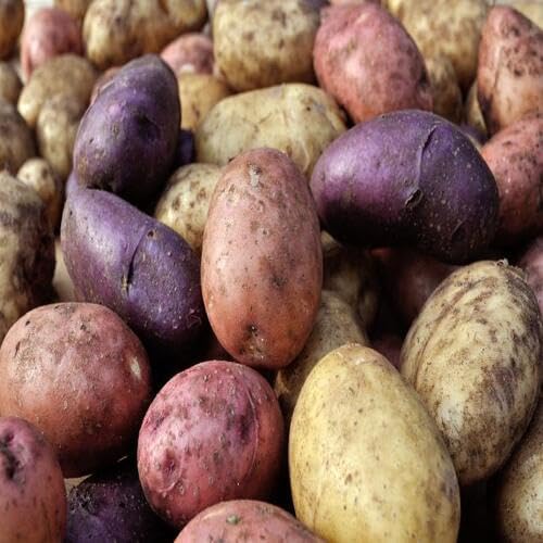 Mixed Potato Seeds – Heirloom, Non-GMO, High Germination Organic Garden Seeds Planting