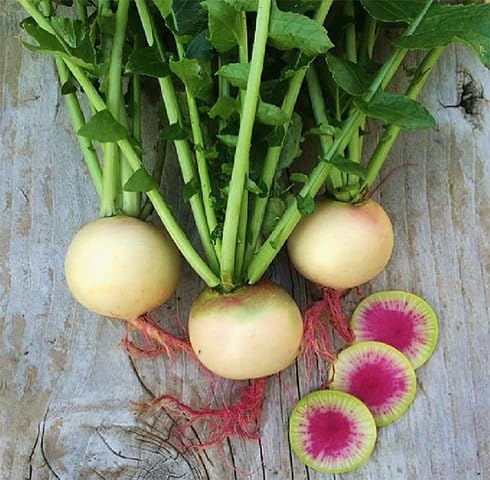 Pink Radish Seeds – Heirloom, Non-GMO, High Germination Organic Garden Seeds Planting