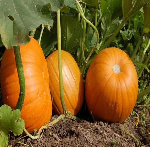 Orange Pumpkin Seeds – Heirloom, Non-GMO, High Germination Organic Garden Seeds Planting