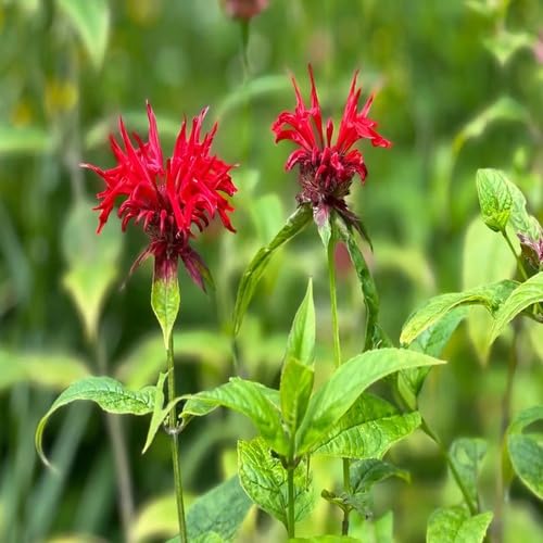 Red Bergamot Flower Seeds Heirloom Non-GMO High Germination Organic Garden Seeds for Planting