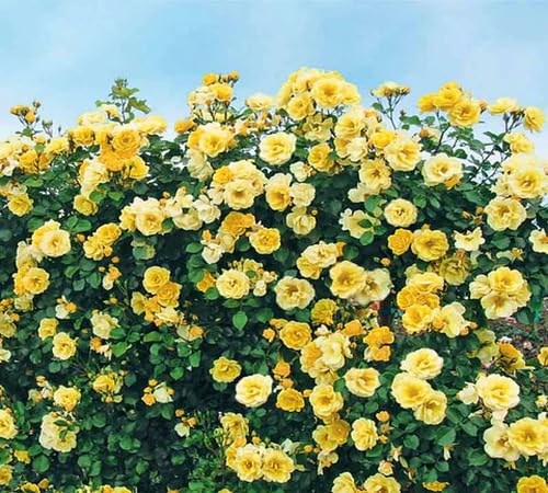 Yellow Climbing Rose Flower Seeds – Heirloom, Non-GMO, High Germination Seeds for Planting