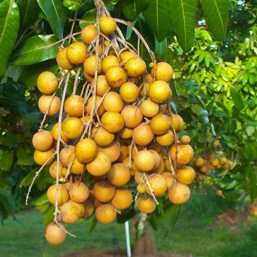 Longan Seeds Yellow – Heirloom, Non-GMO, High Germination Organic Garden Seeds