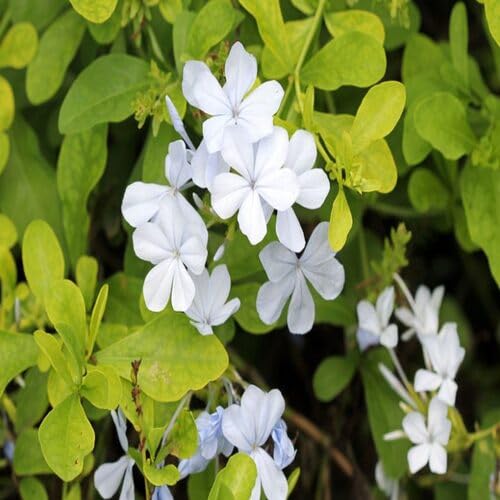 White Plumbago Capensis Flower Seeds Heirloom Non-GMO High Germination Organic Garden Seeds for Planting
