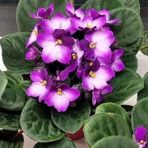Purple White Saintpaulia Flower Seeds – Heirloom Non-GMO High Germination Organic Garden Seeds