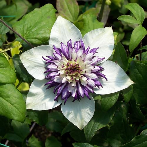 white purple flower seeds