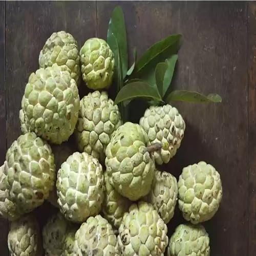 Green Cherimoya Seeds – Heirloom, Non-GMO, High Germination Organic Garden Seeds