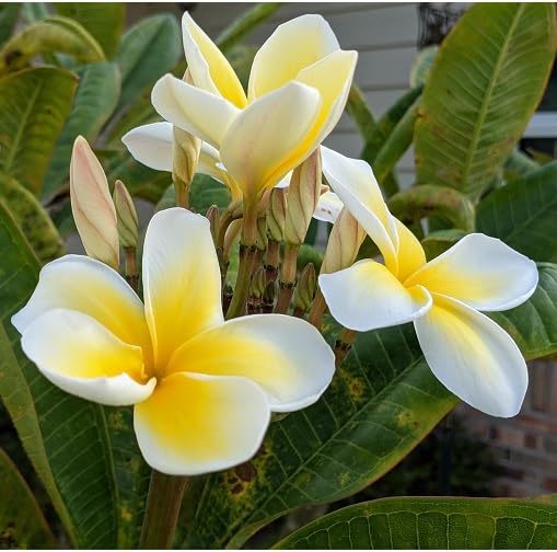 Frangipani Flower Seeds – Heirloom, Non-GMO, High Germination Organic Garden Seeds for Planting