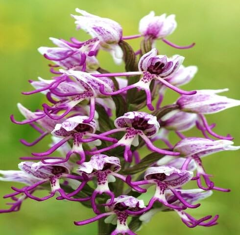 White Pink Naked Orchid Flower Seeds Heirloom Non-GMO High Germination Organic Garden Seeds for Planting