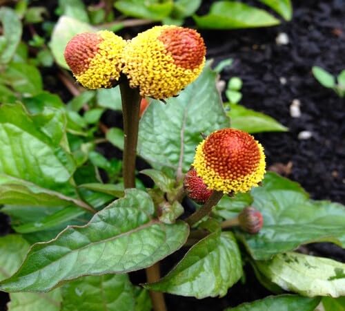 Yellow Acmella Flower Seeds – Heirloom, Non-GMO, High Germination Organic Garden Seeds