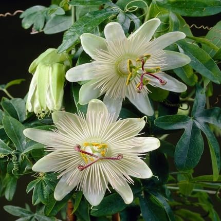 White Passion Flower Seeds – Heirloom, Non-GMO, High Germination Organic Garden Seeds