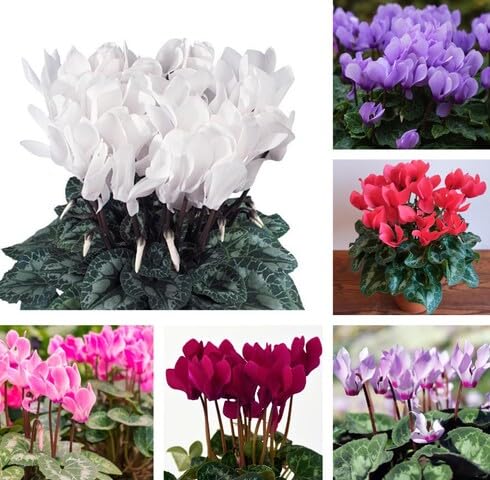 mixed cyclamen flower seeds