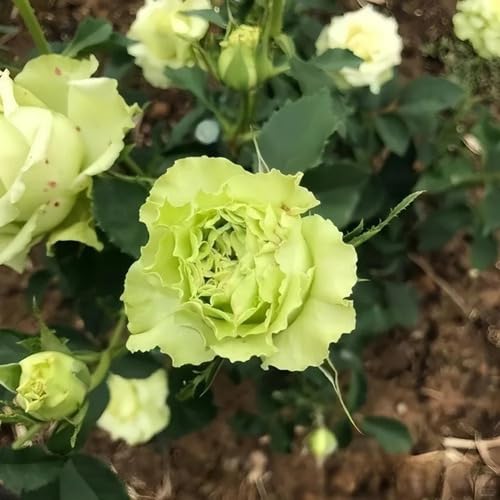 giantroseflowergreenheirloomnongmo flower seeds