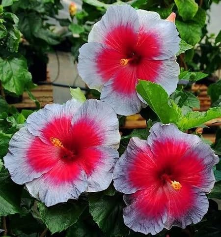 Hibiscus Flower Seeds – Heirloom, Non-GMO, High Germination Organic Garden Seeds for Planting