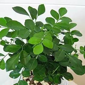 Green Murraya herb seeds