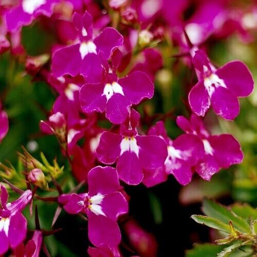Lobelia Regatta Pink Flower Seeds – Heirloom Non-GMO High Germination Organic Garden