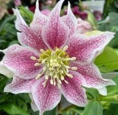 Purple Helleborus Orientalis Flower Seeds Heirloom Non-GMO High Germination Organic Garden Seeds for Planting
