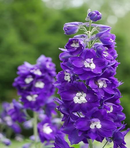 Violet Delphinium Flower Seeds – Heirloom Non-GMO High Germination Organic Garden Seeds