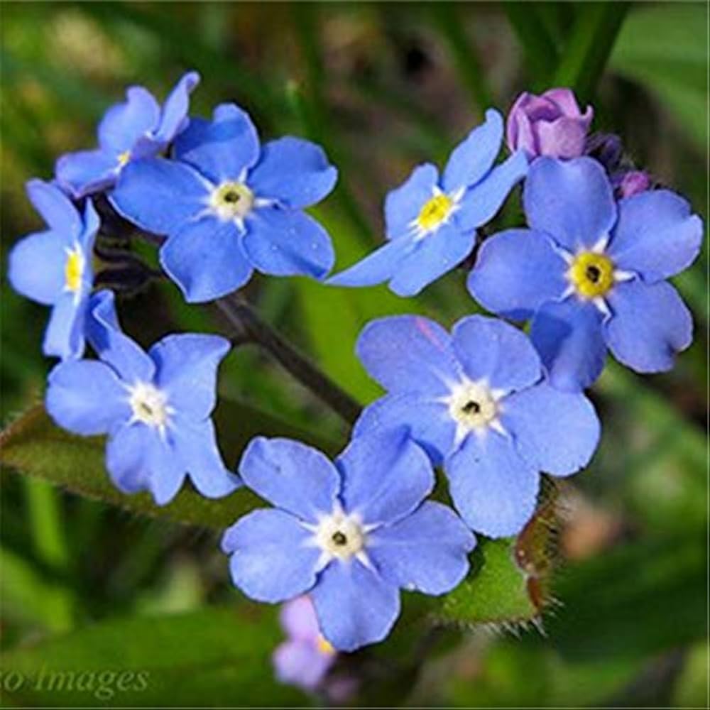 chinese forget flower seeds