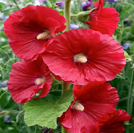 red hollyhock flower seeds
