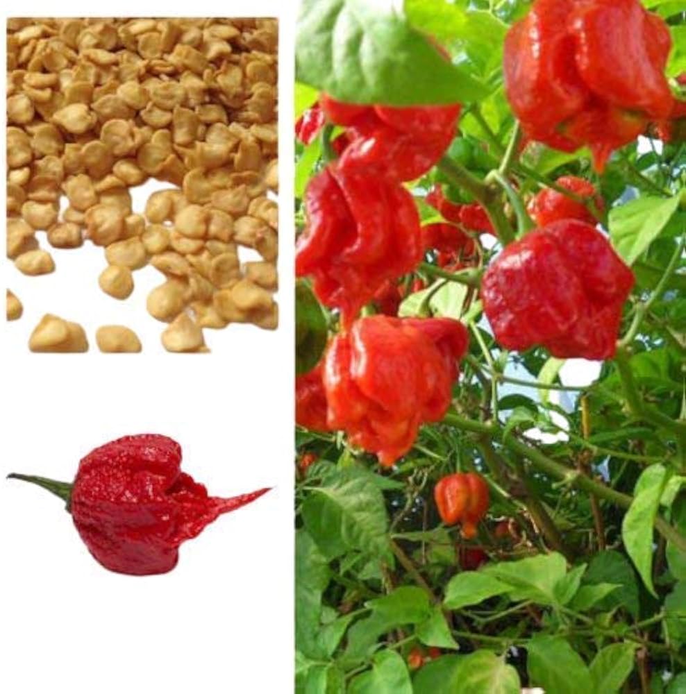 carolina reaper flower seeds