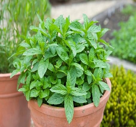 Semillas de menta, reliquia, no modificadas genéticamente, de alta germinación, semillas de jardín orgánicas para plantar