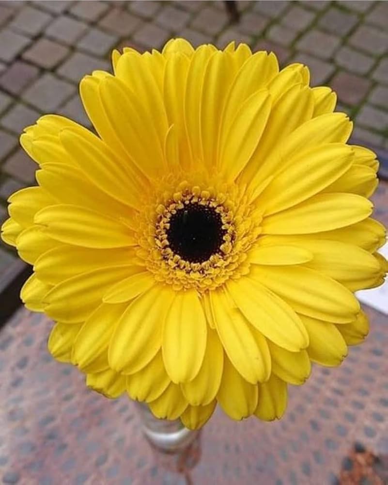 Daisy Gerbera Flower Seeds Yellow – Heirloom, Non-GMO, High Germination