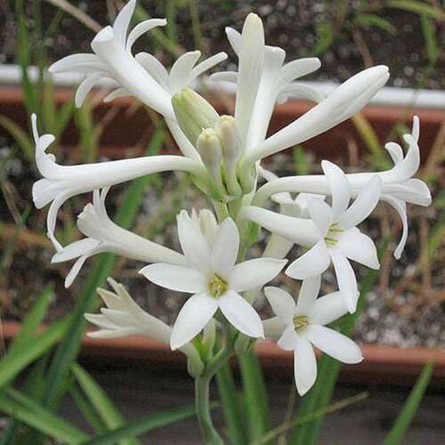 Polianthes Flower Seeds Heirloom Non-GMO High Germination Organic Garden Seeds for Planting