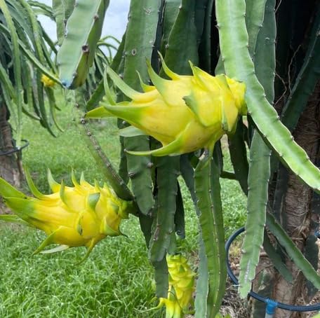 Yellow Pitaya Seeds – Heirloom, Non-GMO, High Germination Organic Garden Seeds