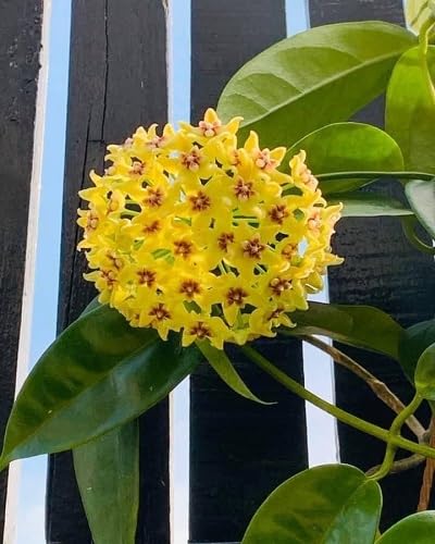 Yellow Hoya Flower Seeds – Heirloom Non-GMO High Germination Organic Garden Seeds