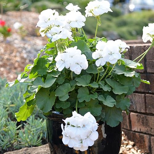White Pelargonium Flowers Seeds – Heirloom, Non-GMO, High Germination Organic Garden Seeds for Planting