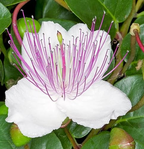 White Capparis Flower Seeds Heirloom Non-GMO High Germination Organic Garden Seeds for Planting