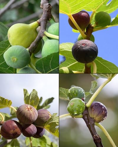 Mixed Fig Fruits Seeds – Heirloom, Non-GMO, High Germination Organic Garden Seeds