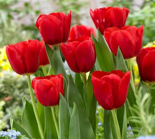Red Tulip Flower Seeds for Planting – Heirloom, Non-GMO, High Germination