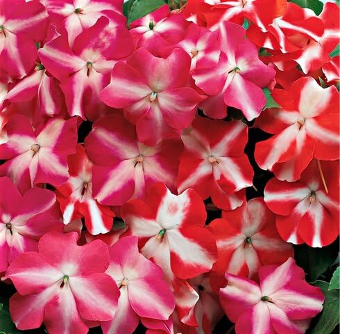 Red White Impatiens Flower Seeds – Heirloom Non-GMO High Germination Organic Garden Seeds for Planting
