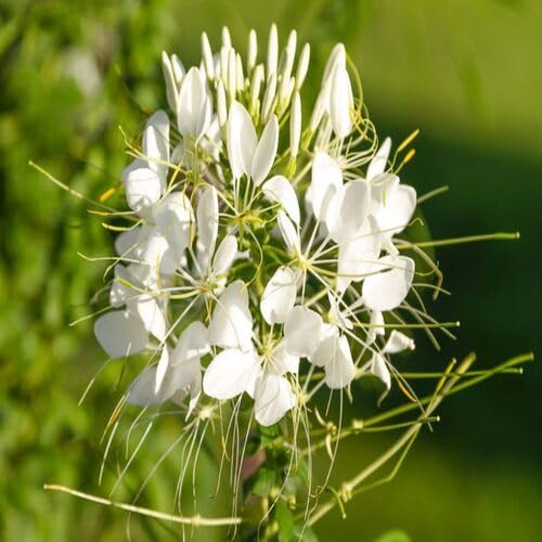 White Hassleriana Flower Seeds for Planting Heirloom Non-GMO High Germination Organic Garden Seeds
