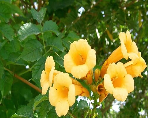 Yellow Campsis Radican Flower Seeds – Heirloom, Non-GMO, High Germination Organic Seeds