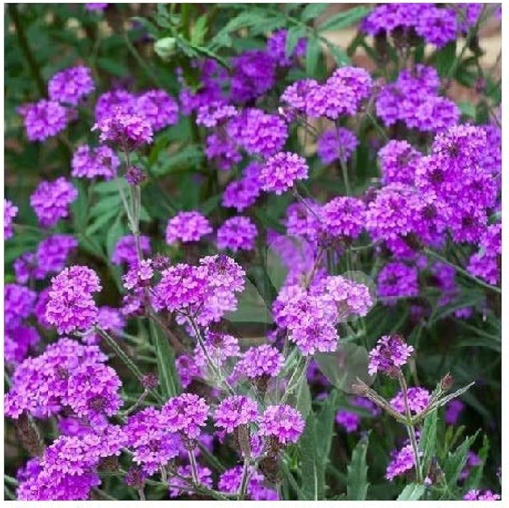 Purple Verbena Flower Seeds for Planting – Heirloom, Non-GMO, High Germination