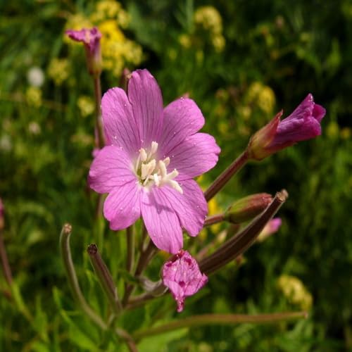 Rosa Kleinblütiges Weidenröschen Blumensamen – Alte Sorte, gentechnikfrei, keimstark, Bio-Gartensamen zum Pflanzen